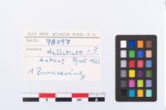 Foto von Bronzering (NHMW-PRAE-078097)
